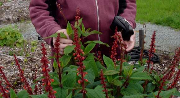 Image of Salvia confertiflora Pohl