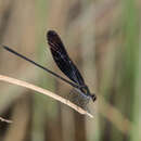 Image of Smoky Rubyspot