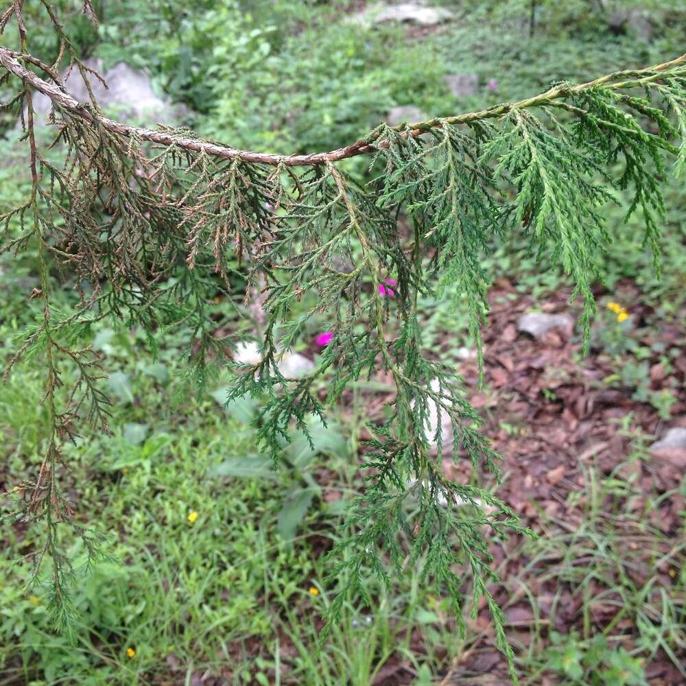 صورة Juniperus flaccida var. poblana Martínez