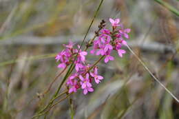 Image of Stylidium hirsutum R. Br.