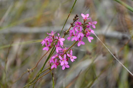 Image of Stylidium hirsutum R. Br.