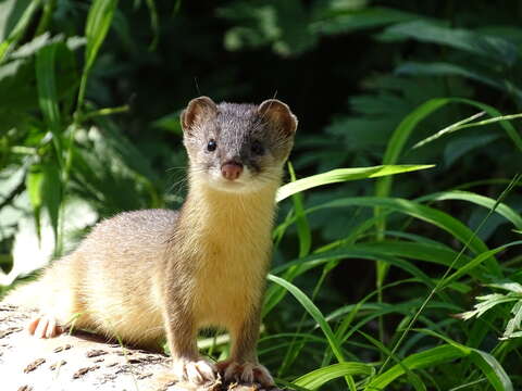 Image of Mountain Weasel