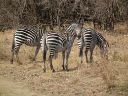 Image of Crawshay's zebra