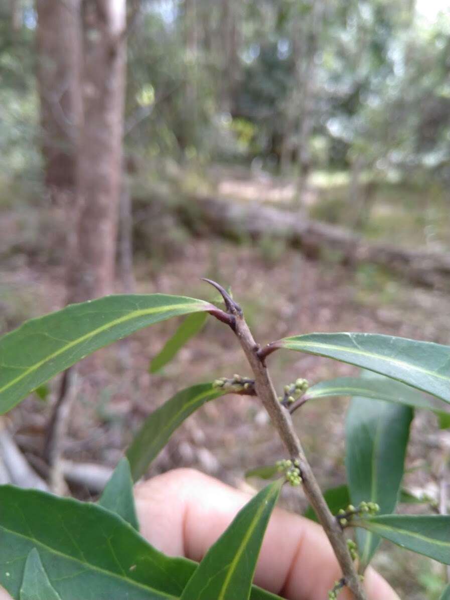 Image of Symplocos harroldii L. W. Jessup