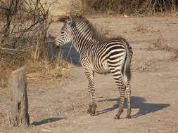 Image of Crawshay's zebra