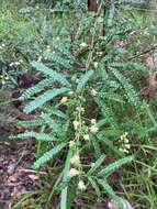 Image de Acacia pentadenia Lindl.