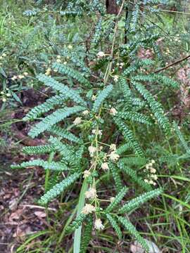 Acacia pentadenia Lindl.的圖片