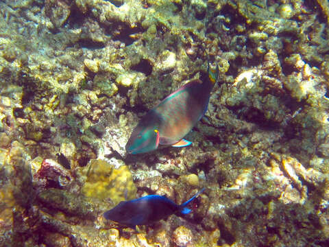 Image of Dark Green Parrotfish