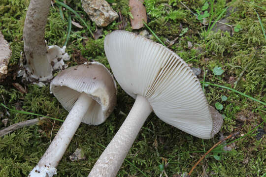 Image of Amanita simulans Contu 1999