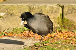 Image of Common Coot