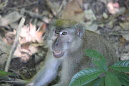 Macaca fascicularis fascicularis (Raffles 1821) resmi