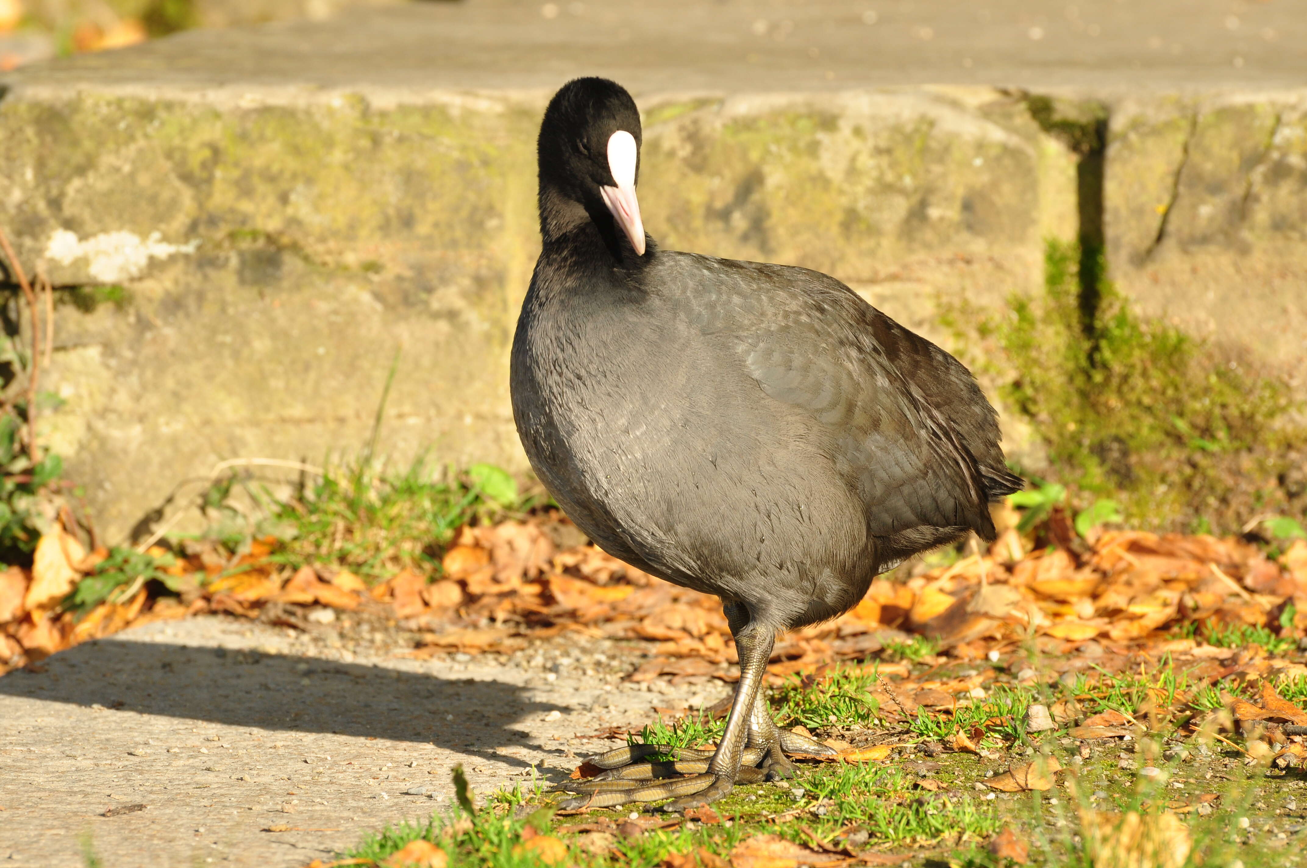 Image of Common Coot