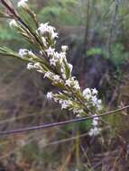 Image of Dracophyllum lessonianum A. Rich.