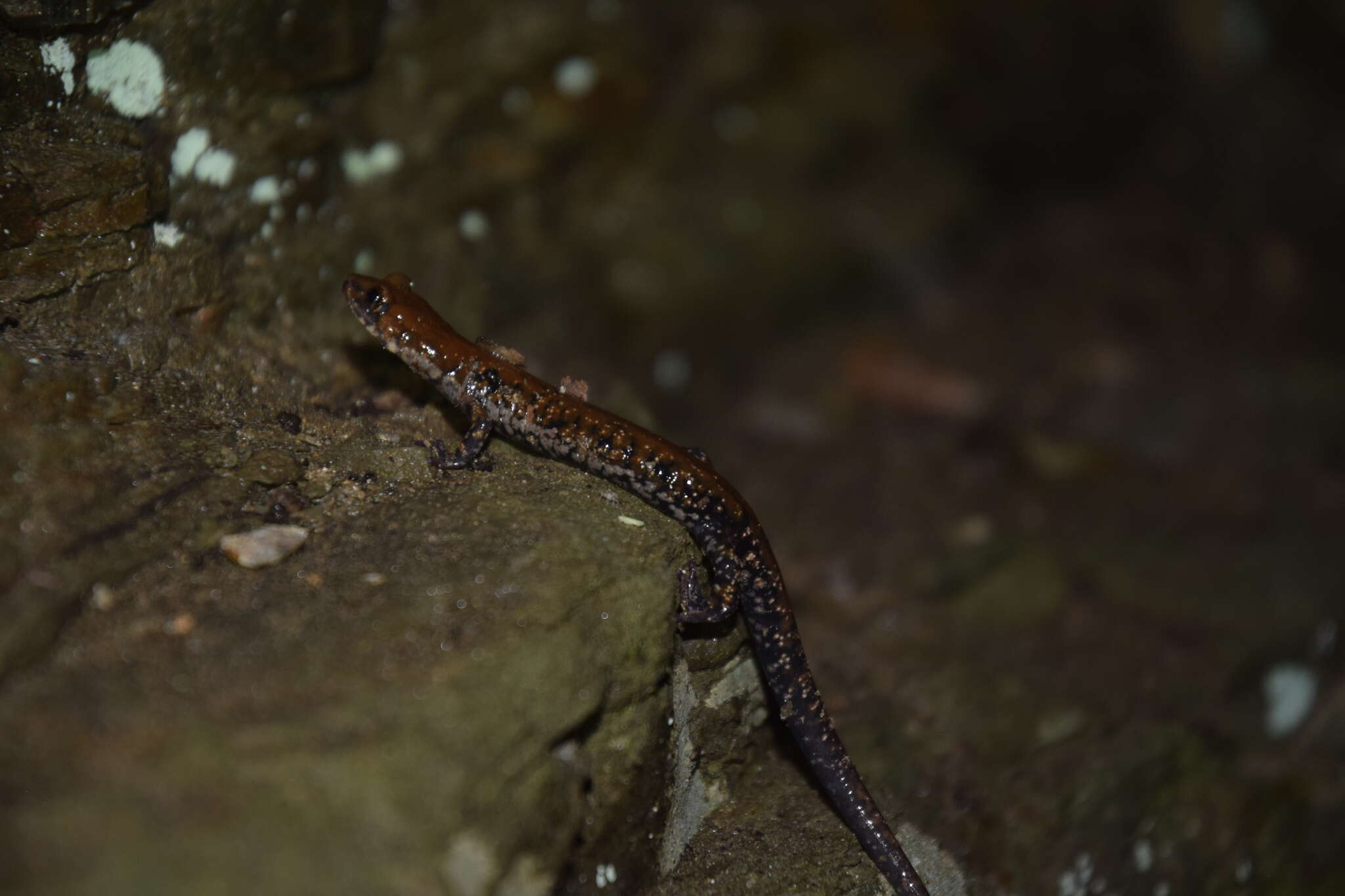 Image de Plethodon petraeus Wynn, Highton & Jacobs 1988