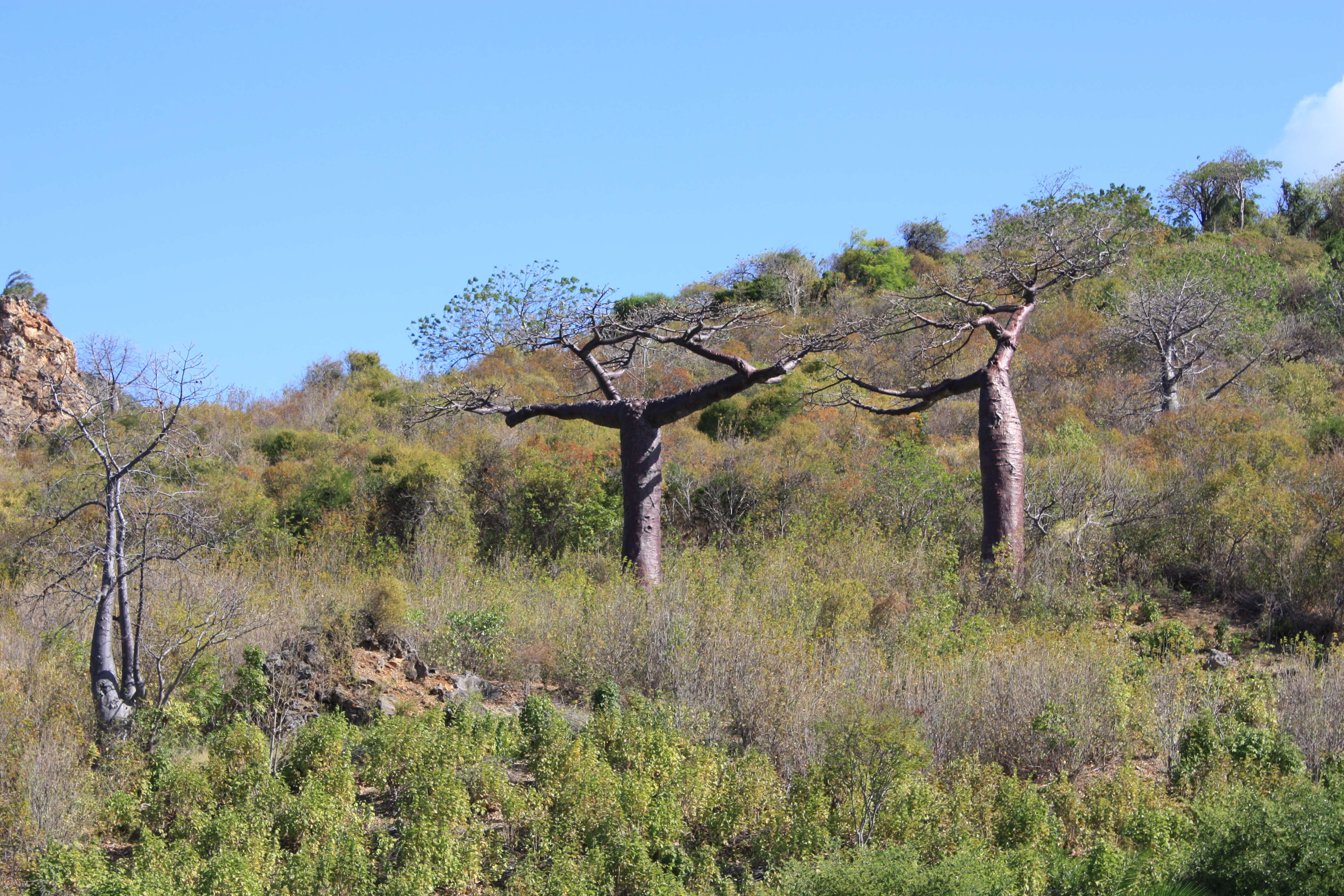 Plancia ëd Adansonia suarezensis H. Perrier