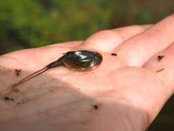 Image of Triops mauritanicus Ghigi 1921