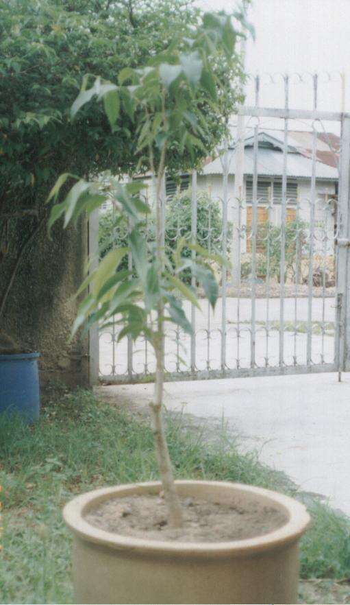 Image of Incense tree