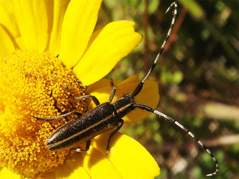 Image of Agapanthia suturalis (Fabricius 1787)