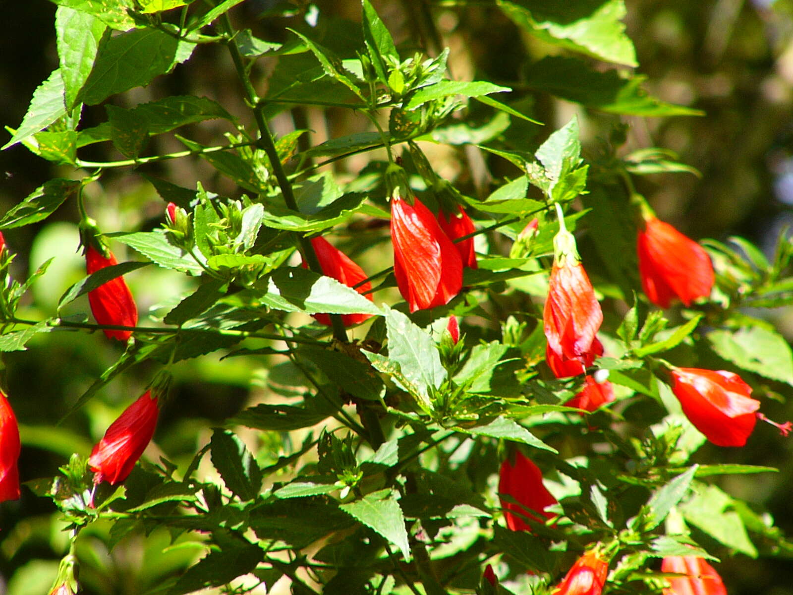 Image de Malvaviscus arboreus Cav.