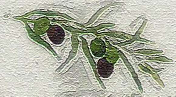 Image of olive tree