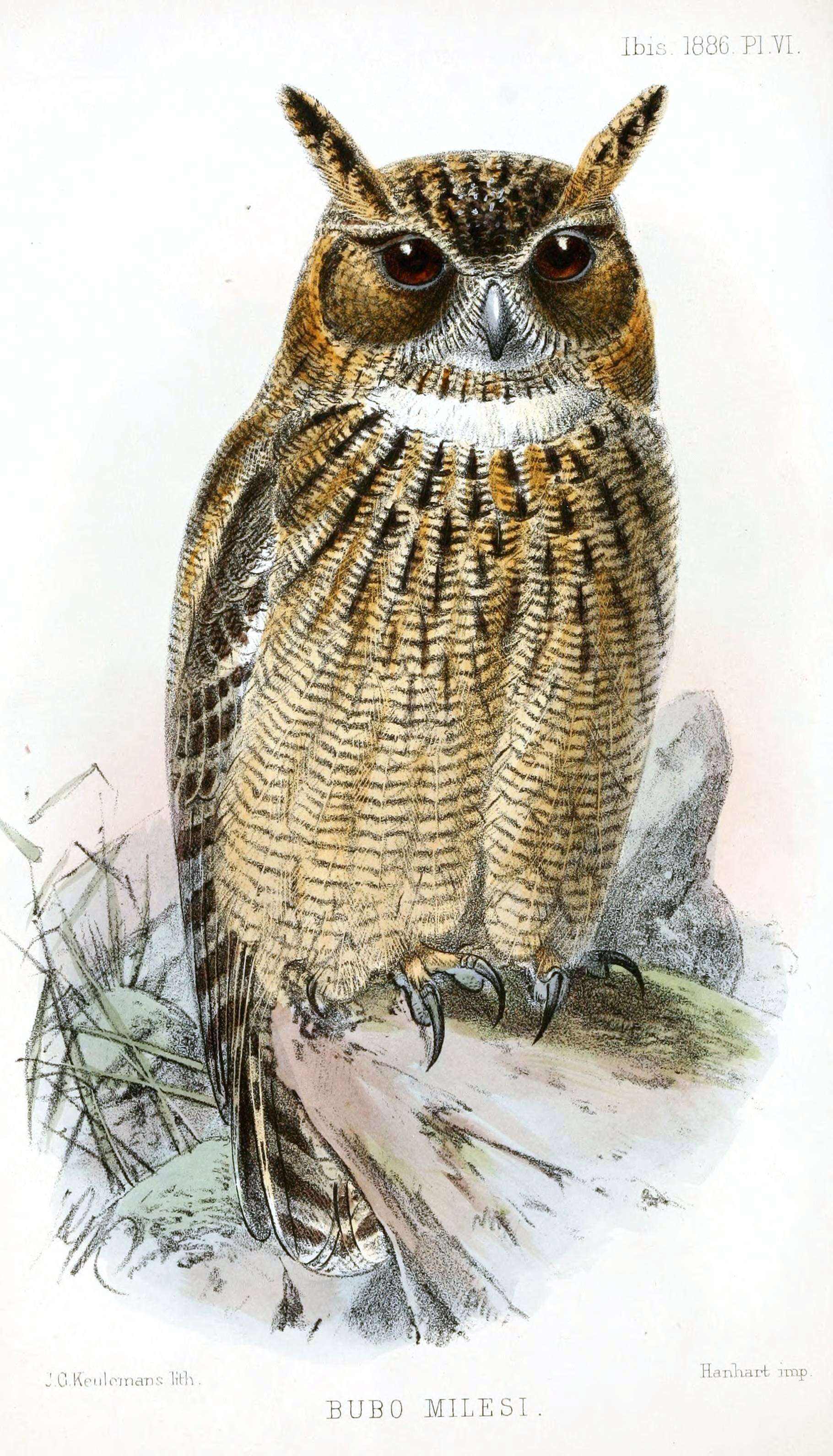 Image of Eagle-owls