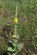 Image of denseflower mullein