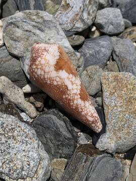 Image of Conus magnificus Reeve 1843