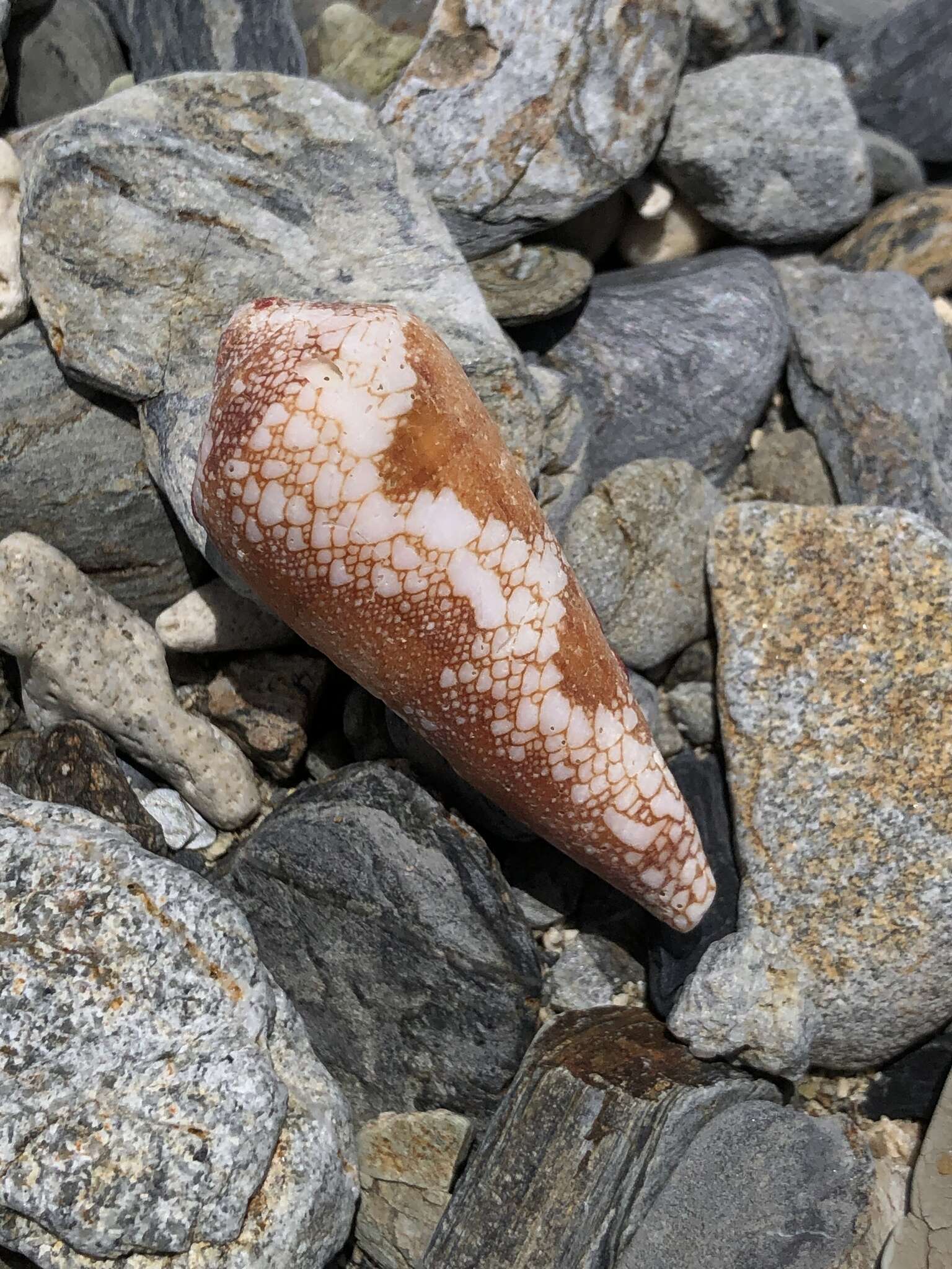 Image of Conus magnificus Reeve 1843