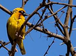 Image of Speke's Weaver