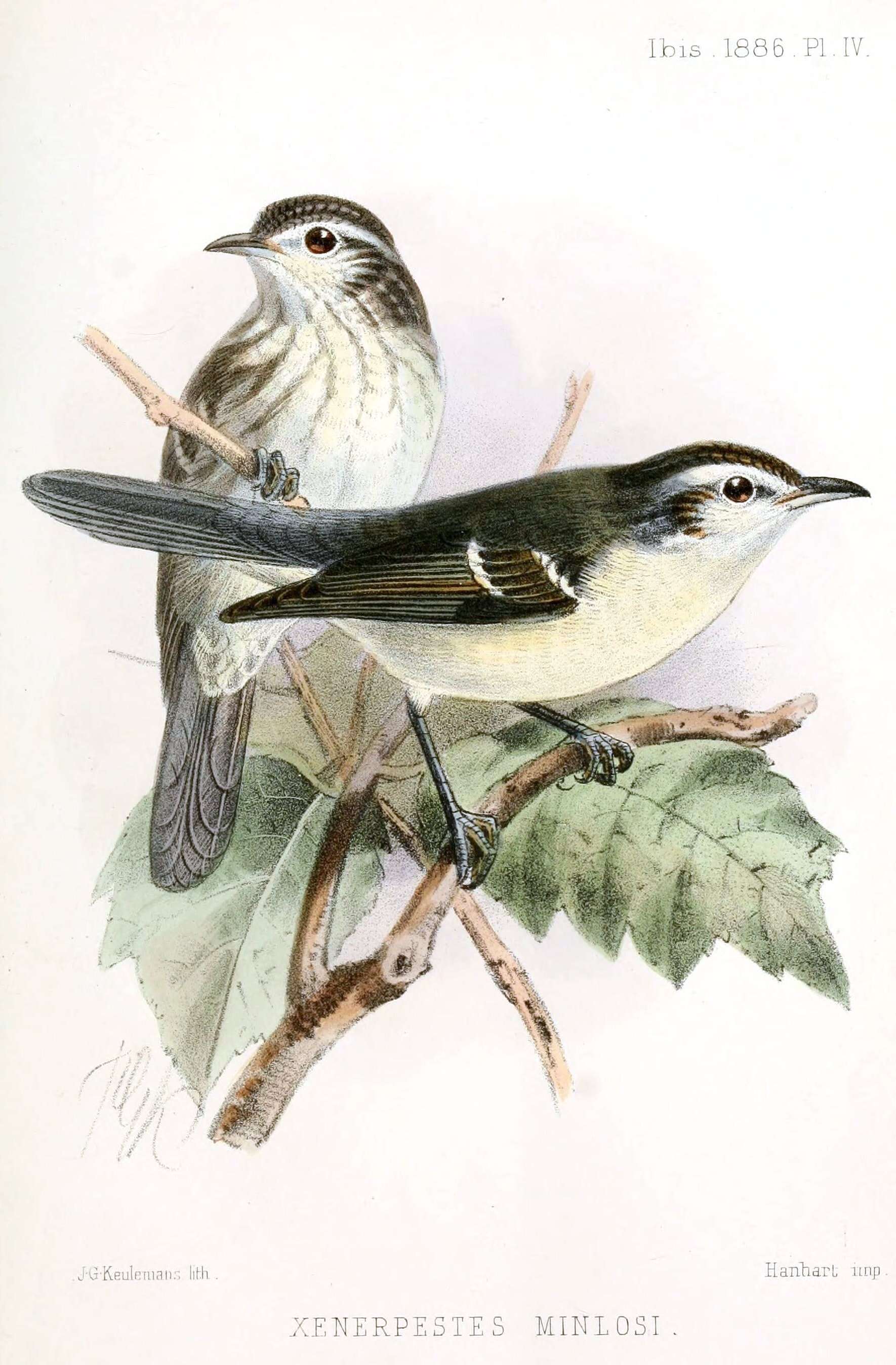 Image of ovenbirds