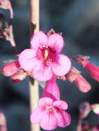 Слика од Penstemon parryi A. Gray