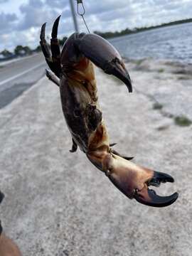 Image of Gulf stone crab