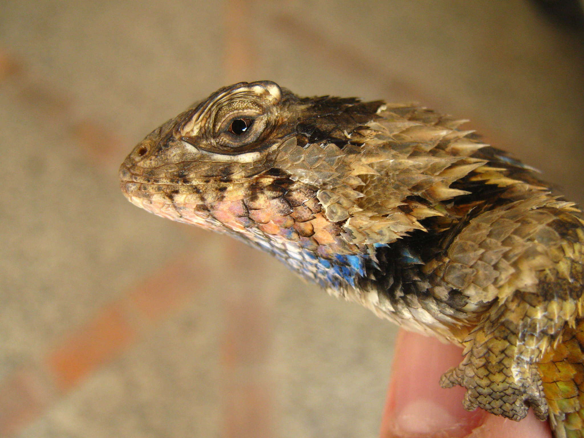 Image of Sceloporus spinosus Wiegmann 1828