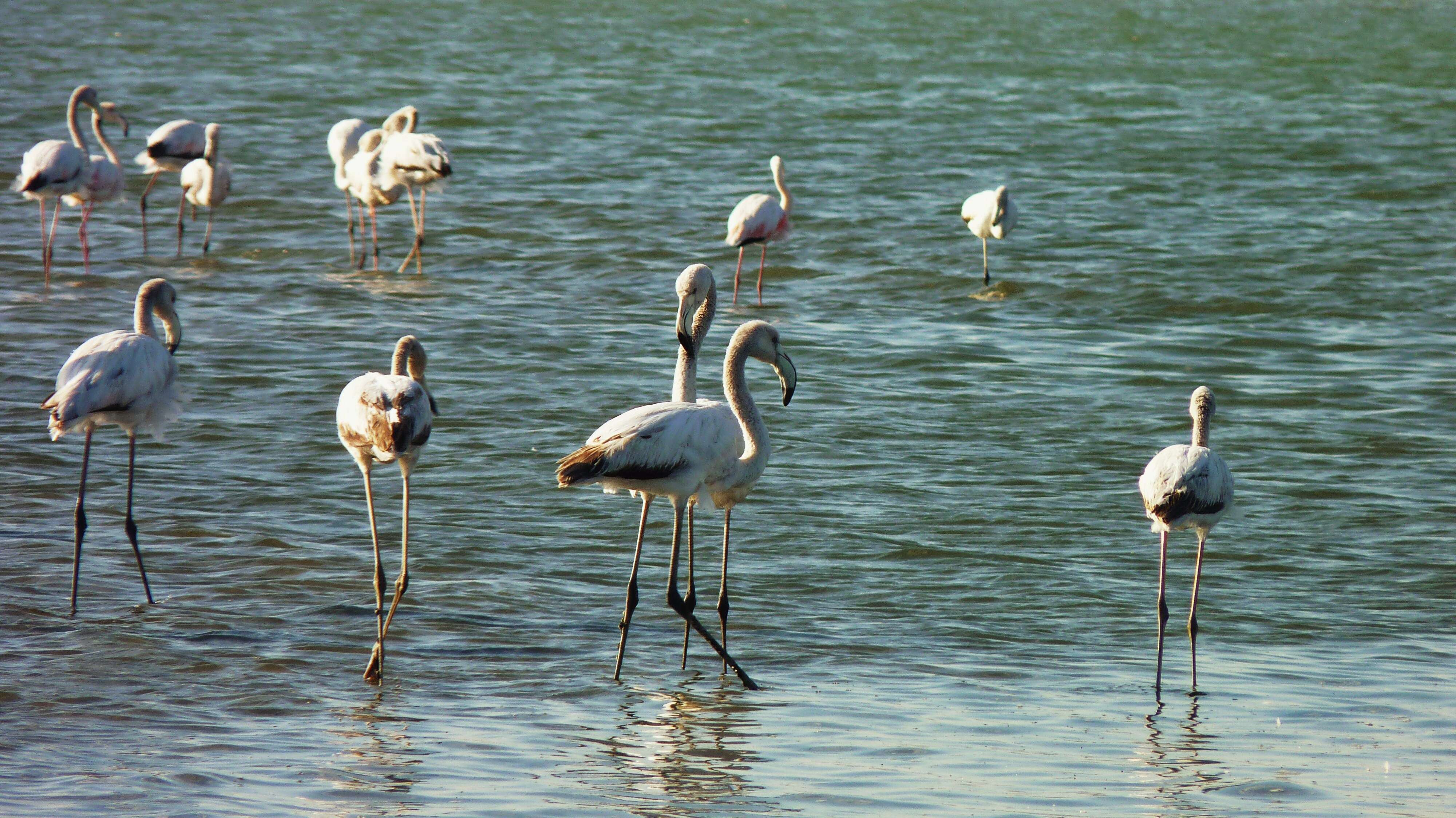 Imagem de Phoenicopterus roseus Pallas 1811