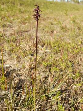 Image of Genoplesium acuminatum (R. S. Rogers) D. L. Jones & M. A. Clem.