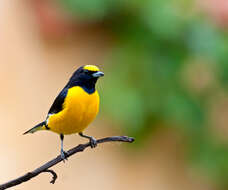 Image of Purple-throated Euphonia