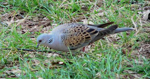 Image of turtle dove, european turtle dove