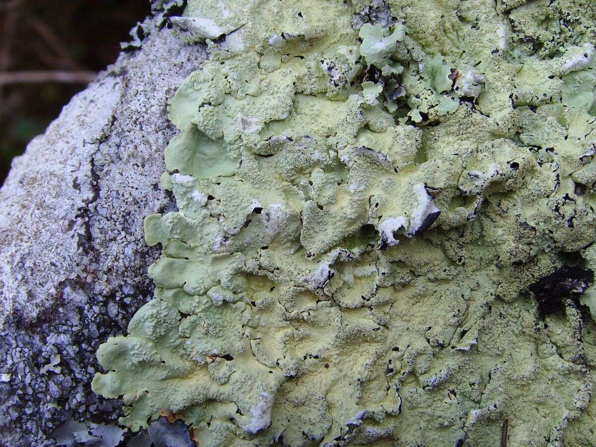 Image of Common greenshield lichen