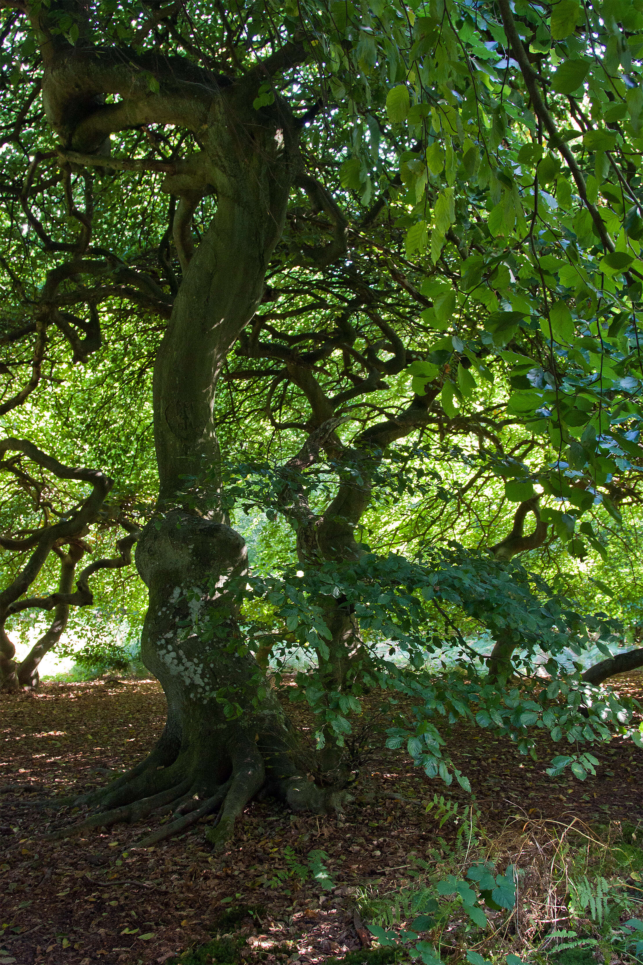 Image of Fagus sylvatica var. suentelensis