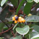 Imagem de Xanthophyllum octandrum (F. Müll.) Domin