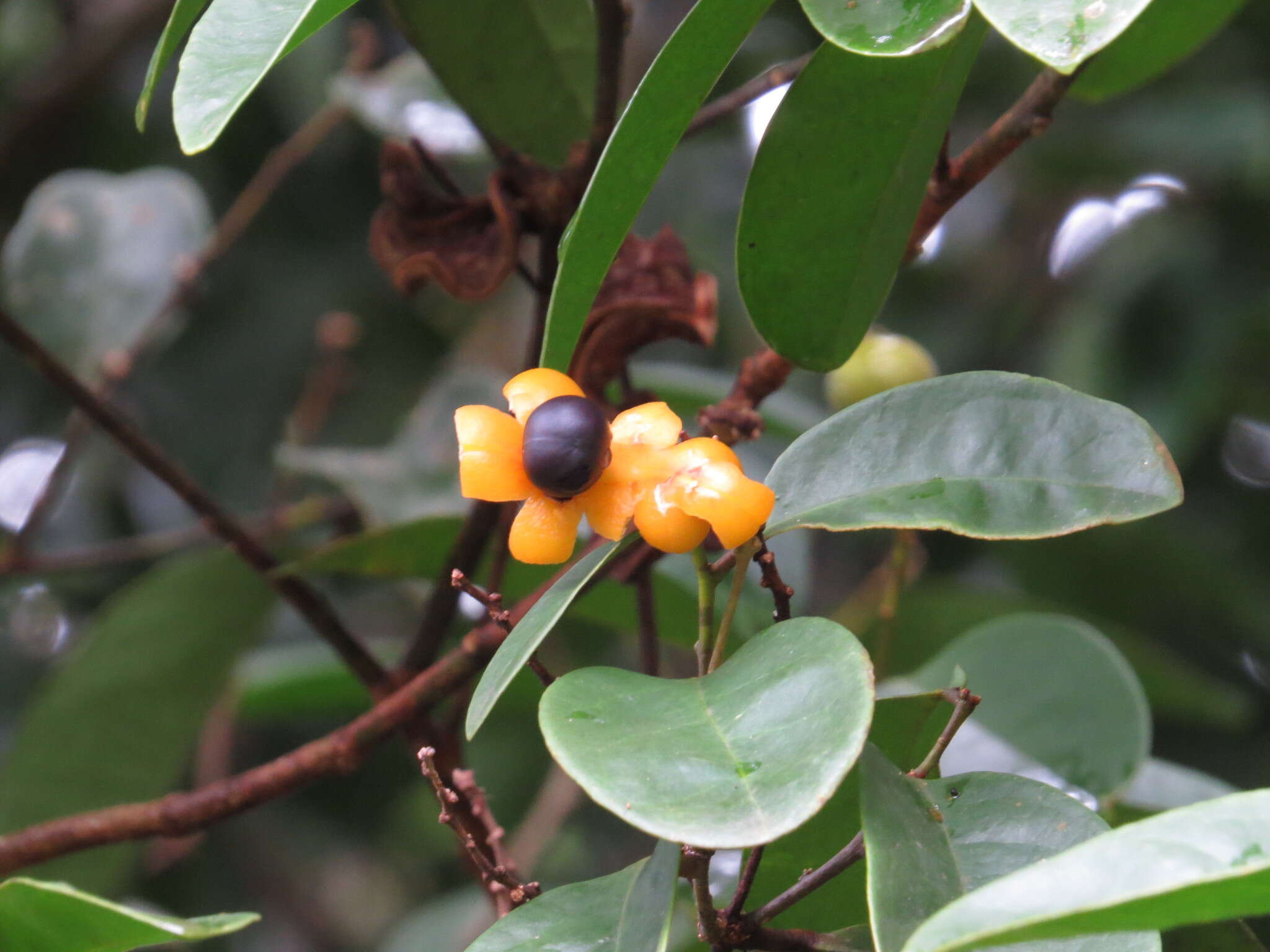 Imagem de Xanthophyllum octandrum (F. Müll.) Domin