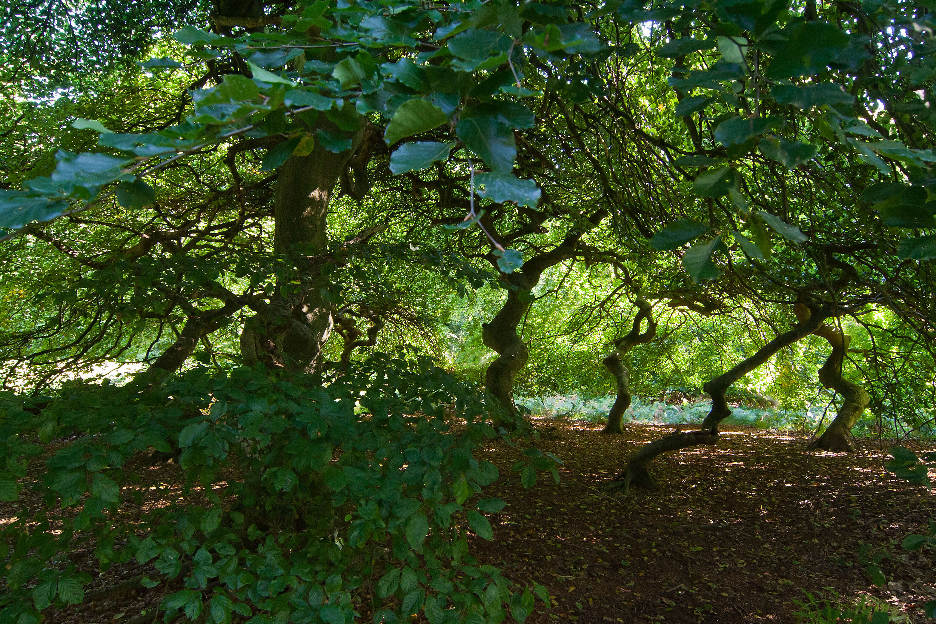 Image of Fagus sylvatica var. suentelensis