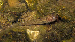 Image of Yellowstripe goby