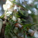 Image of Taxodiomyia cupressi (Schweinitz 1822)