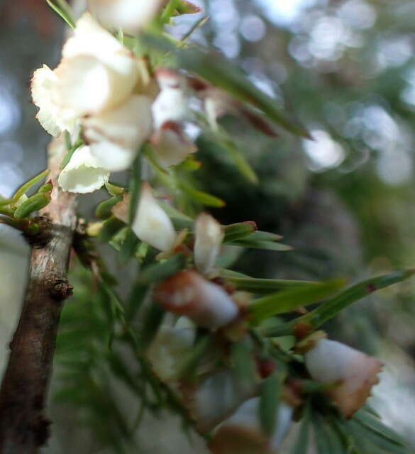 Image of Cypress Gall Midges