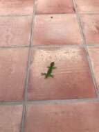 Image of Wellington green gecko