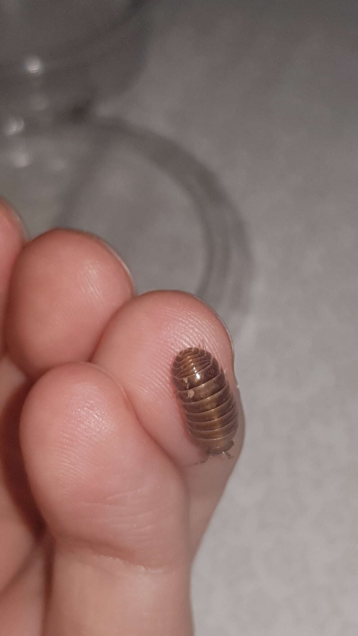 Image of Armadillidium badium Budde-Lund 1885