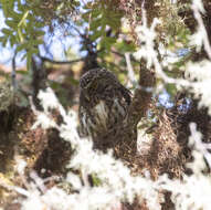 صورة Glaucidium bolivianum König & C 1991