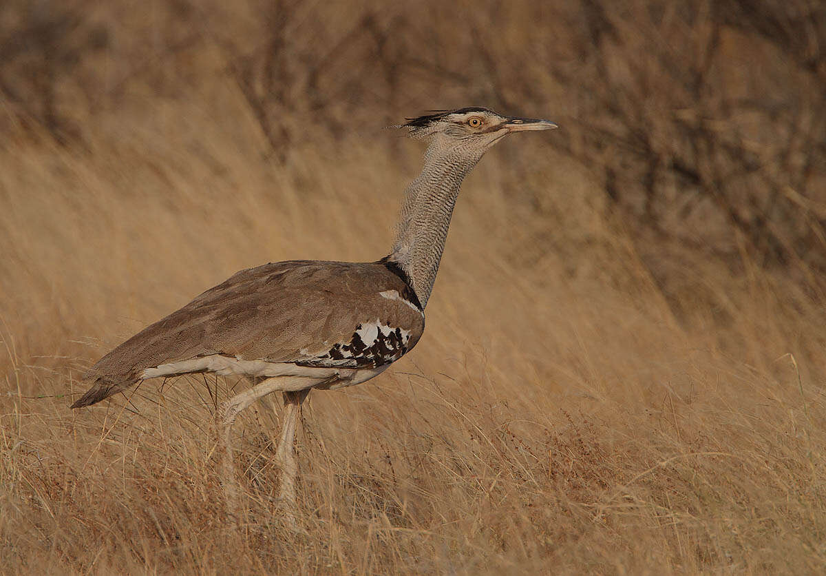 Image of Kori Bustard