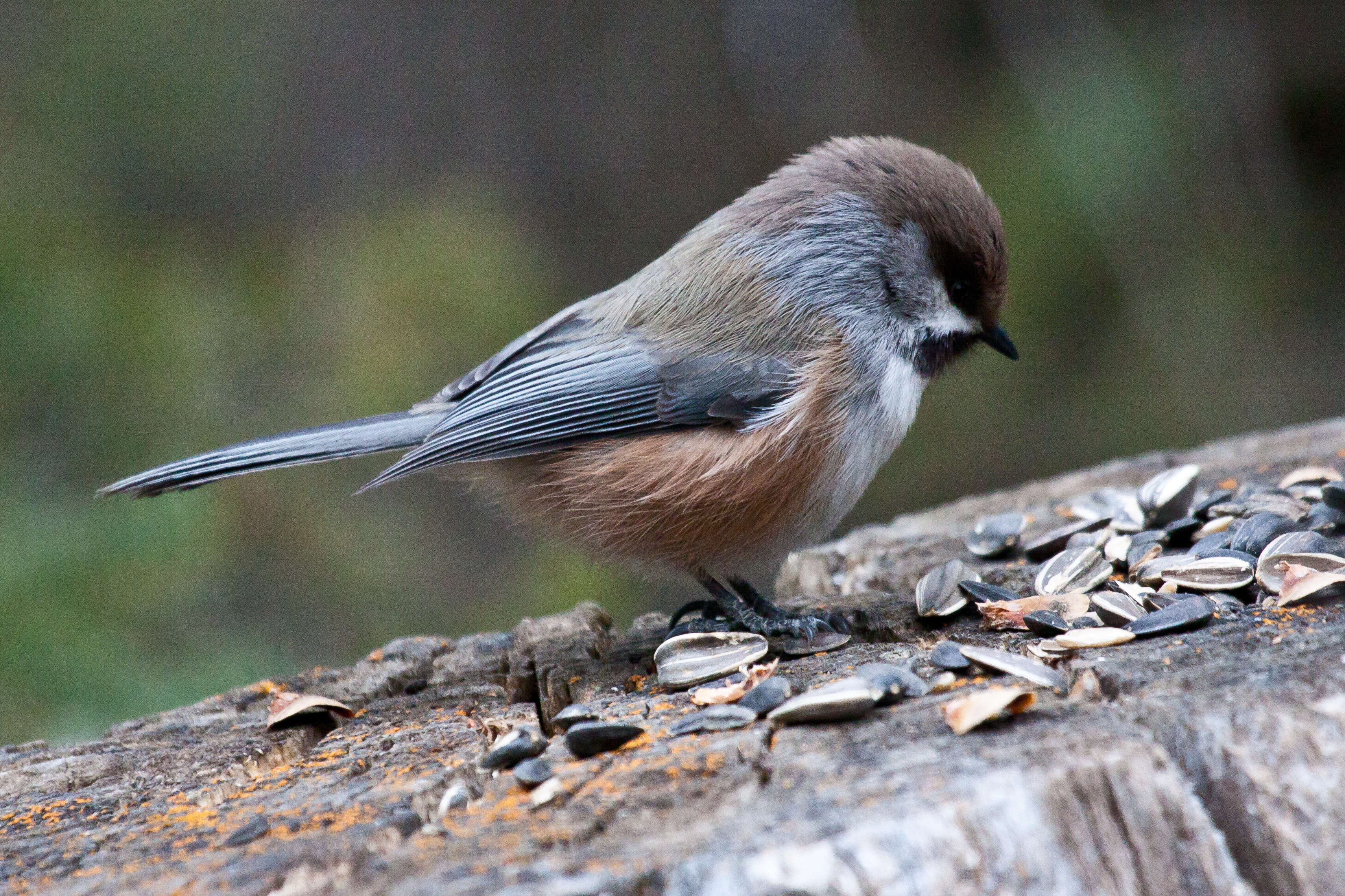 Image of chickadees and titmice